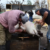 Nuevo cerdo positivo con triquinosis en Santa Rosa: La Pampa suma al menos cinco focos confirmados desde 2023 y alertan por riesgos de la faena casera